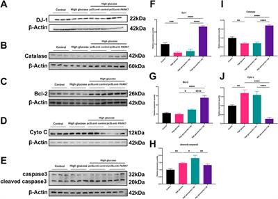 DJ-1 regulates mitochondrial function and promotes retinal ganglion cell survival under high glucose-induced oxidative stress